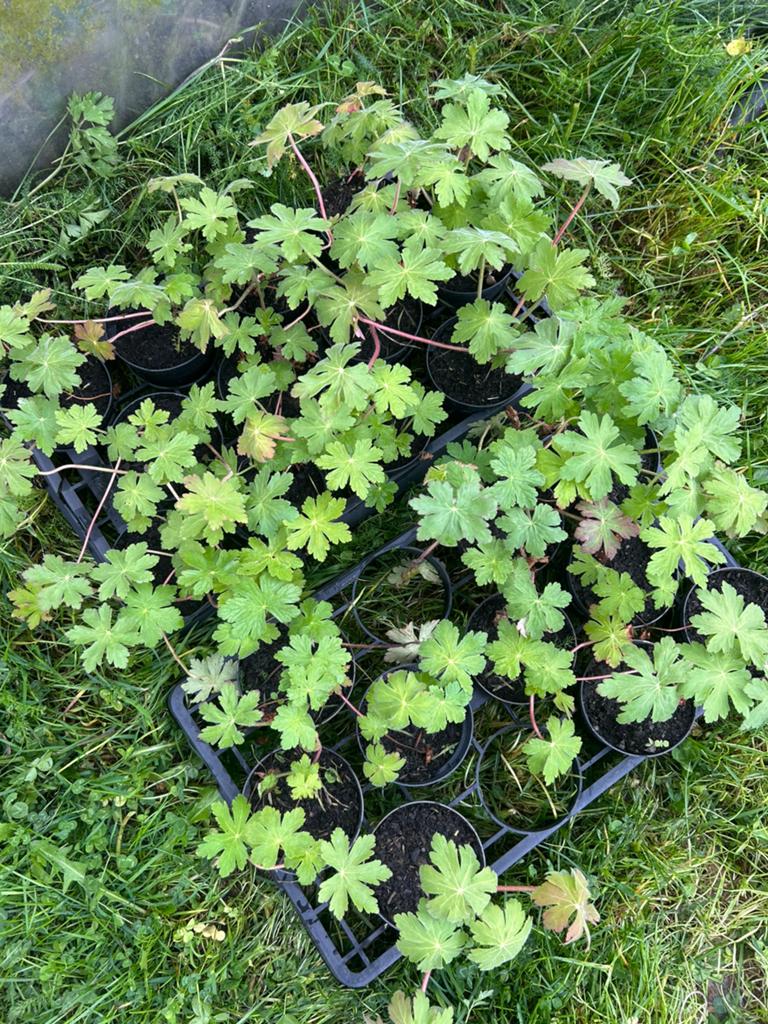 Geranium macrorrhizum, Tuin en Terras, Planten | Tuinplanten, Ophalen, Vaste plant