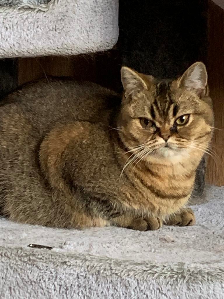 Britse korthaaf Black golden chinchilla, Plusieurs animaux, Avec puce électronique, 0 à 2 ans