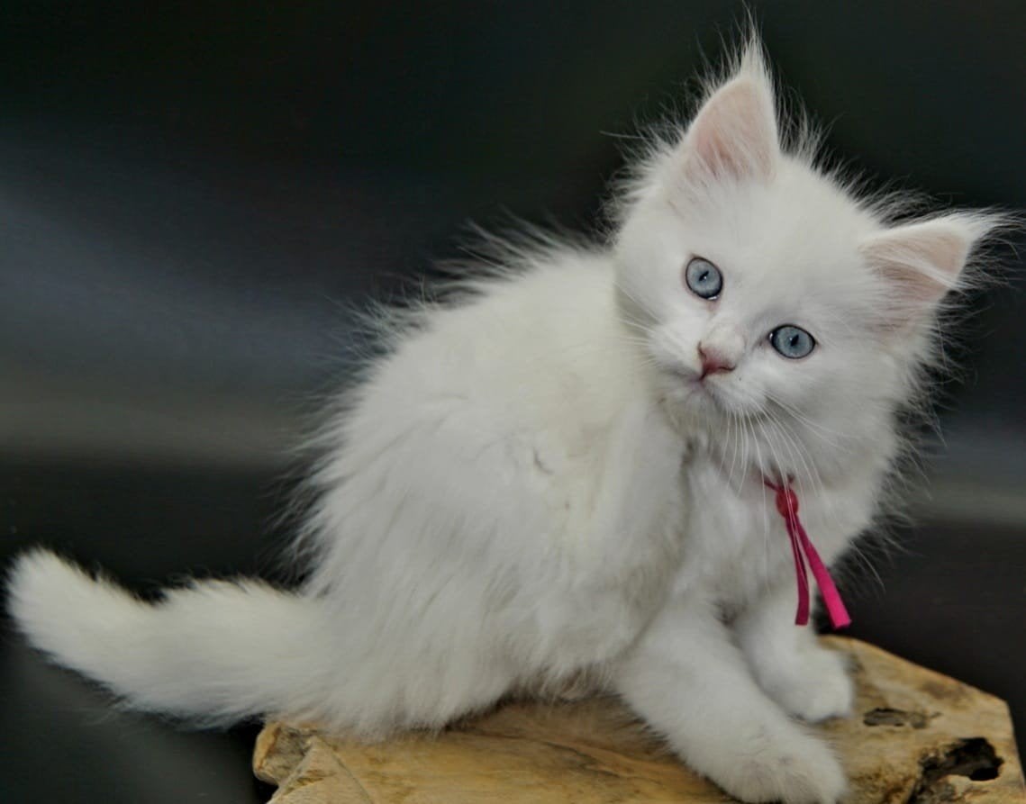Maine Coon Kitten, Dieren en Toebehoren, Meerdere dieren, Gechipt, 0 tot 2 jaar