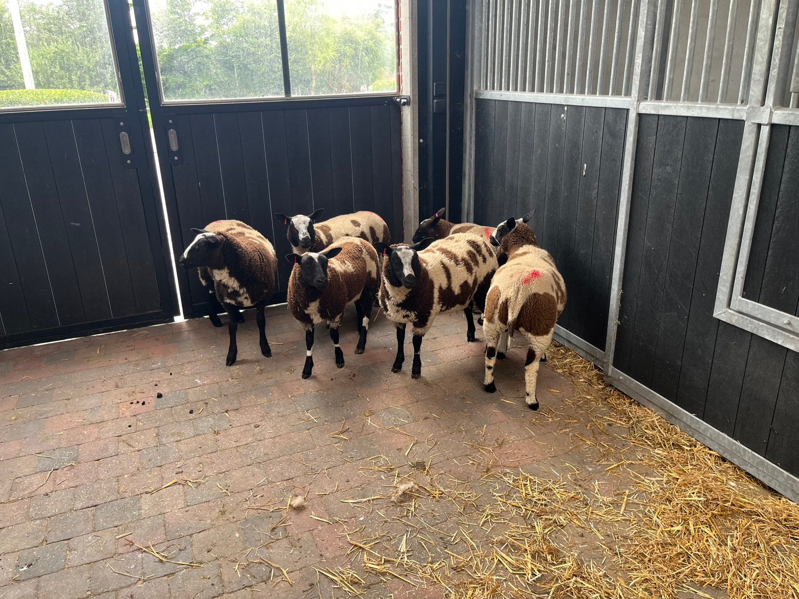 Brebis tachetées par Bagger, Animaux & Accessoires, Moutons, Chèvres & Cochons