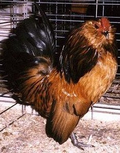Antwerpse baardkrielen Van 2026 ., Animaux & Accessoires, Plusieurs animaux, Poule ou poulet
