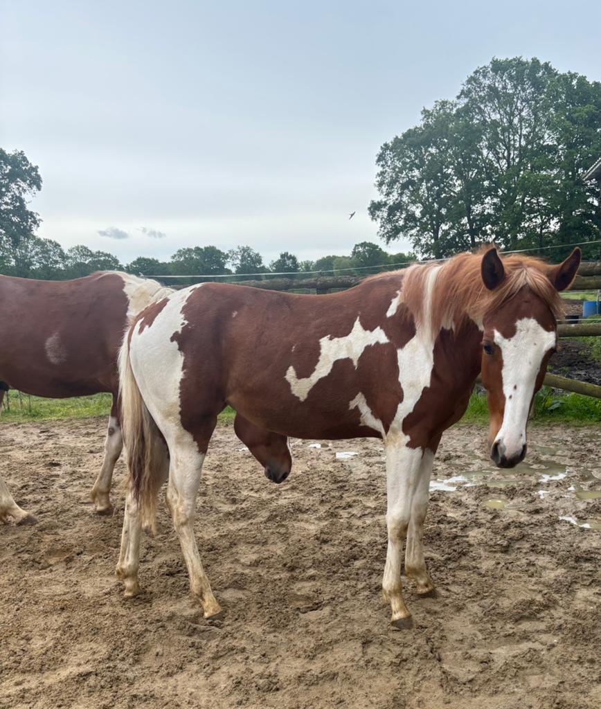 Knappe bonte jaarlingen, Dieren en Toebehoren, Paarden, Onbeleerd, Gechipt, 0 tot 2 jaar