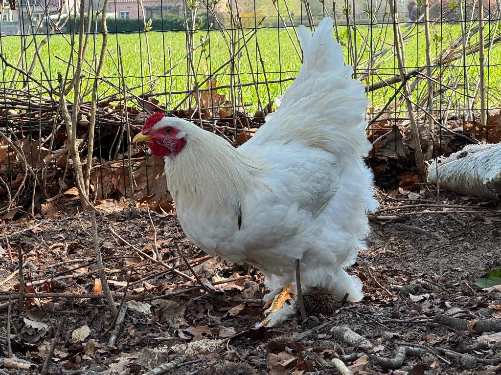 Jonge 7 maand oude brahma haan