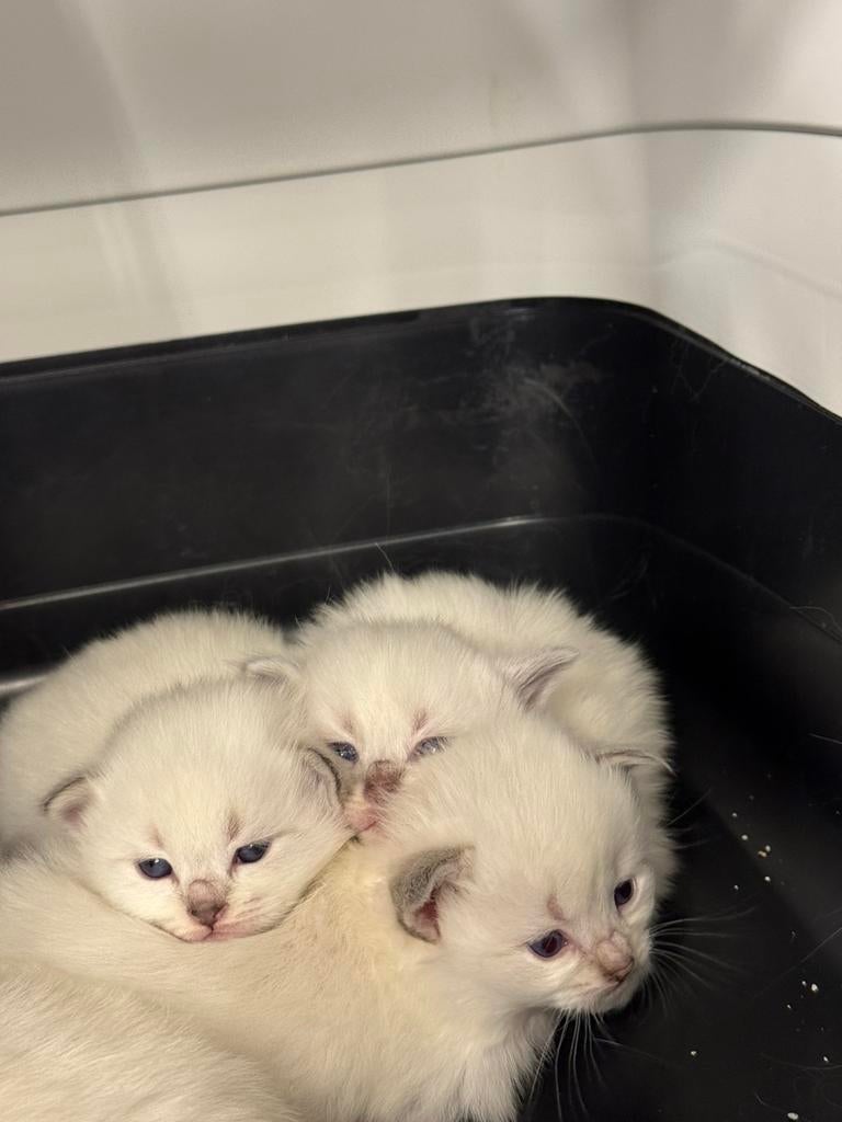 Neva Masquerade kittens te koop, Dieren en Toebehoren, Meerdere dieren, Met stamboom, 0 tot 2 jaar