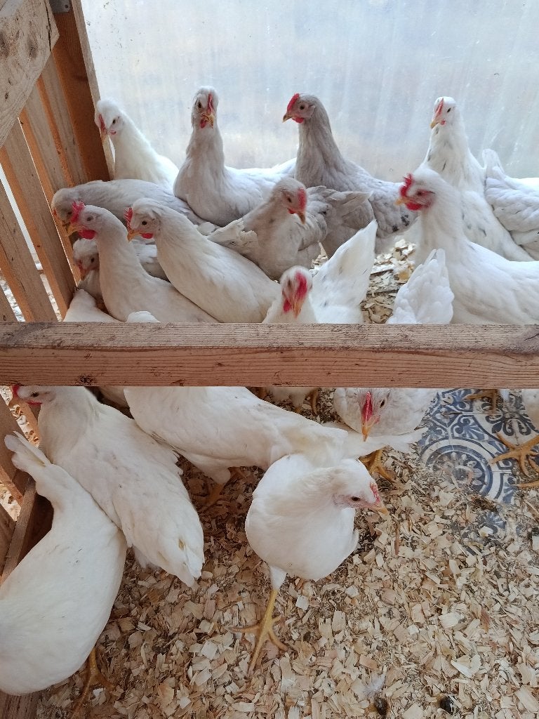 poussins d'un jour pondent oeufs coloré pour le 22 septembre, Femelle, Poule ou poulet