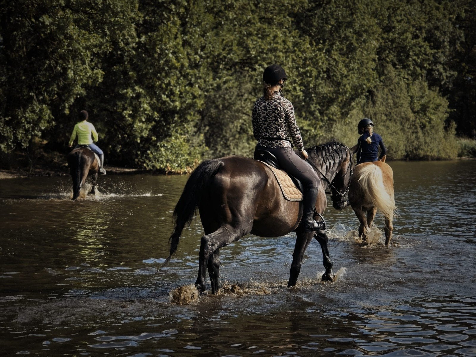 Ervaren spring merrie, Jument, 11 ans ou plus