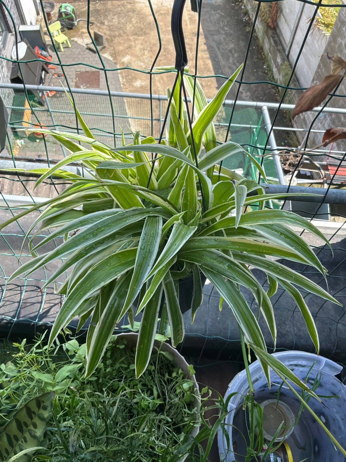 Binnen- en buitenplanten, Ophalen, Gehele jaar, Halfschaduw, Wortelstok