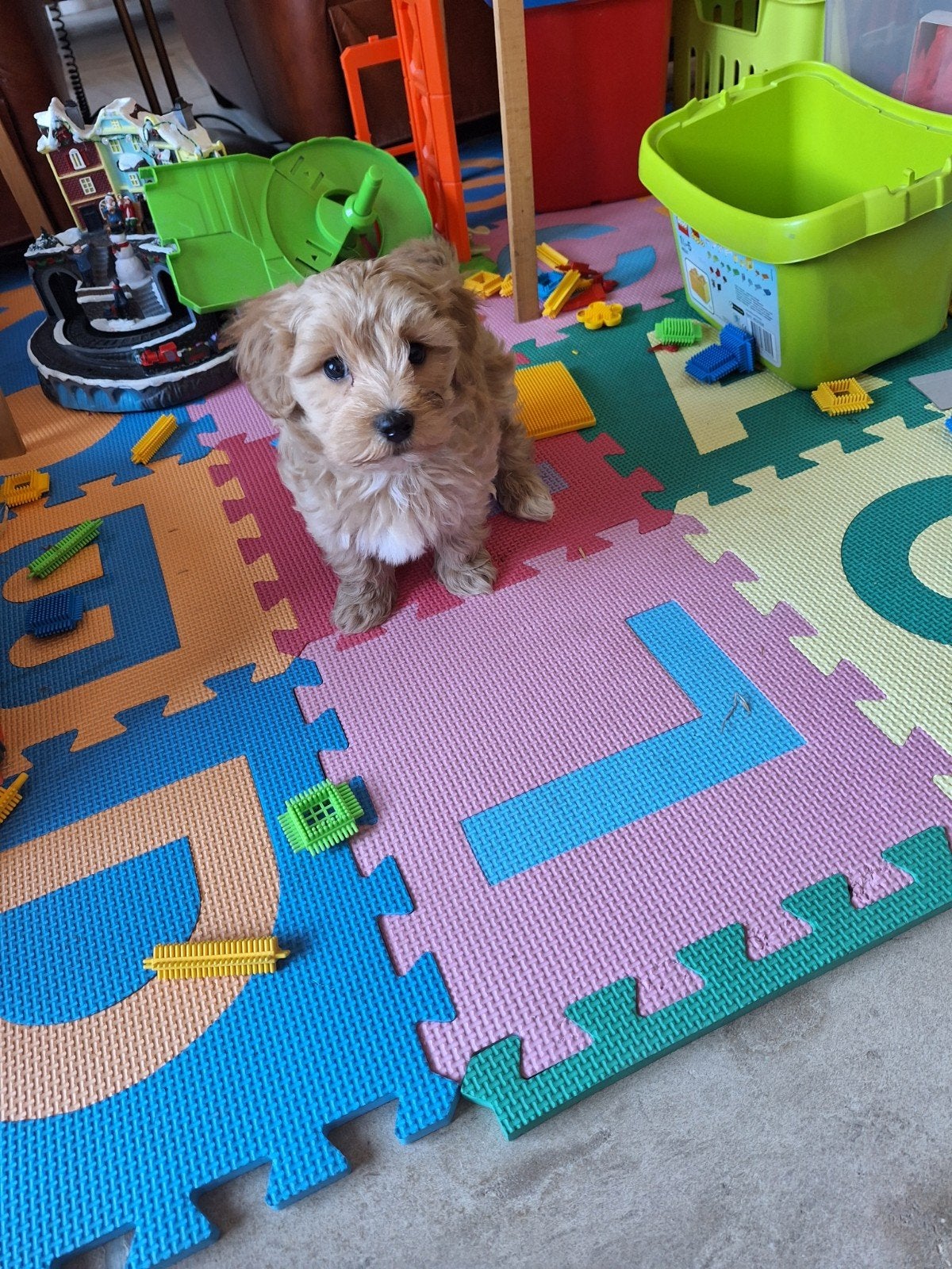 Maltipoo pups, België, Overige rassen, CDV (hondenziekte), 8 tot 15 weken