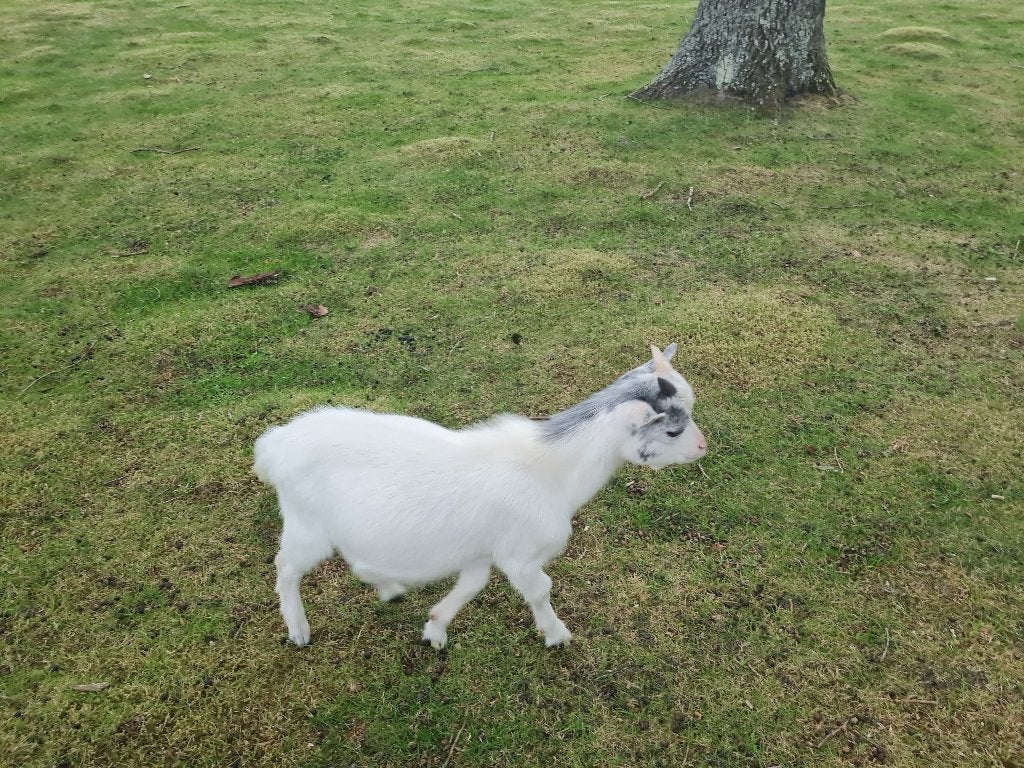 Dwerg geitjes, Dieren en Toebehoren, Mannelijk, Geit, 0 tot 2 jaar