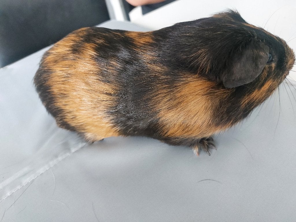 cavia beertje, Dieren en Toebehoren, Cavia, Mannelijk, Tam, September