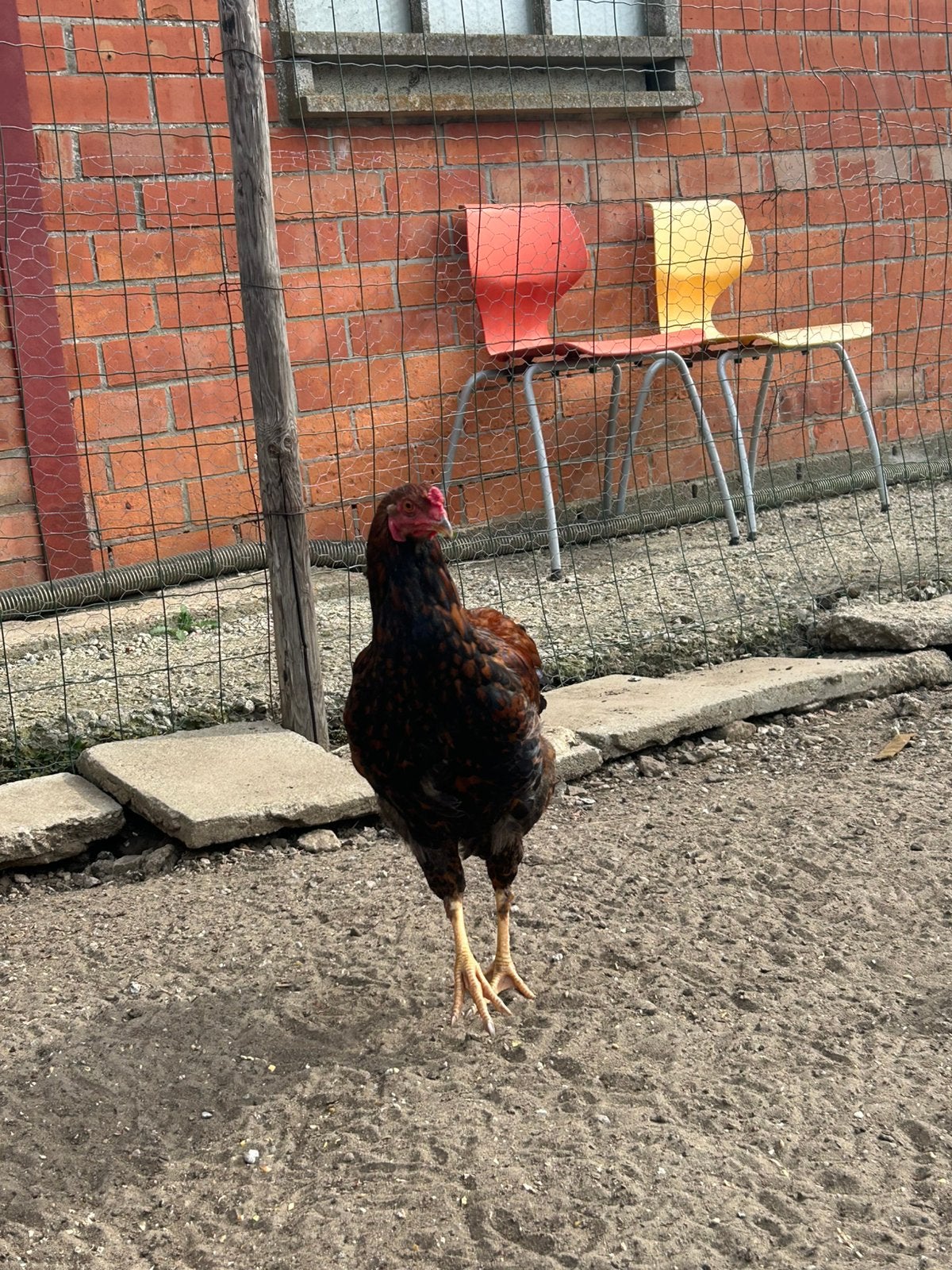 1 haan, Dieren en Toebehoren, Mannelijk, Kip