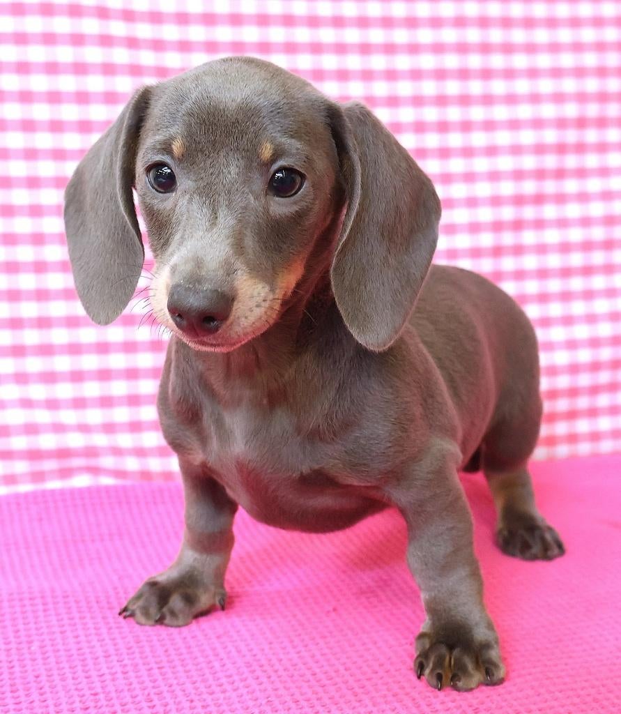 Des chiots teckels super mignons !, 15 semaines à 1 an, Étranger, Poils courts, Hépatite contagieuse (maladie de Rubarth)
