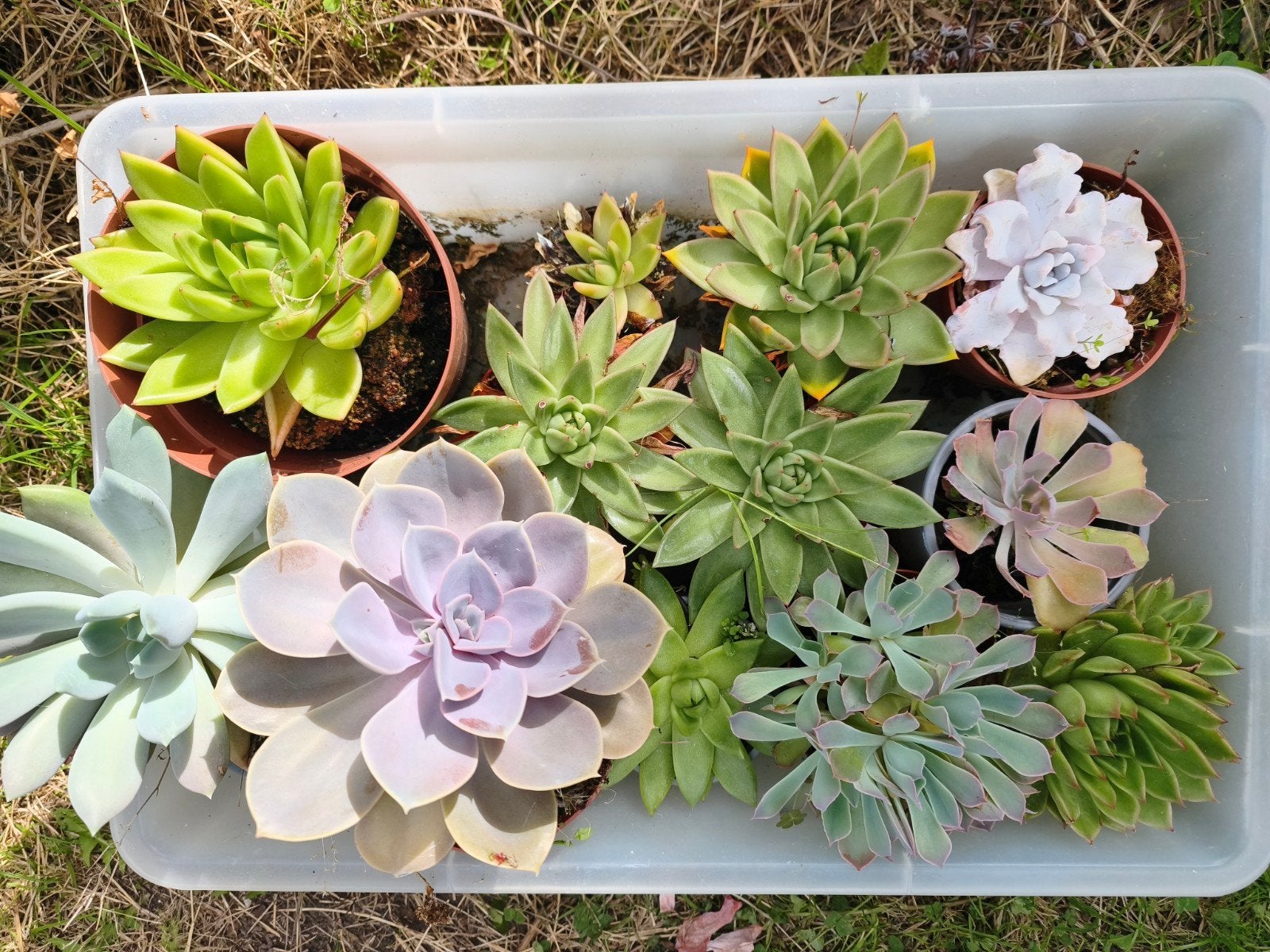Succulenten, Tuin en Terras, Ophalen