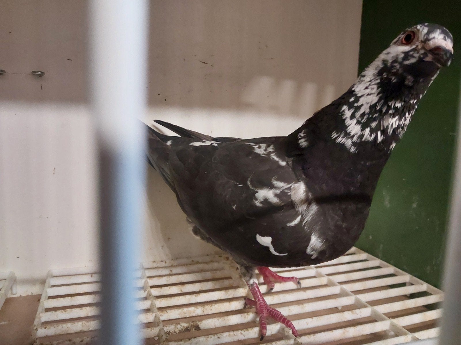 Piètrain postduif. Duivin., Animaux & Accessoires, Oiseaux | Pigeons, Pigeon voyageur