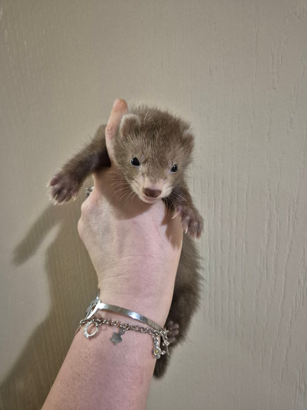 Super mooi donkere choco fretten rammetje pup, Mei, Mannelijk