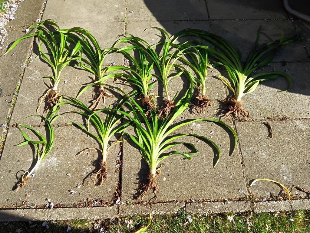 Plante de jardin de lys, Jardin & Terrasse, Plantes | Jardin, Plein soleil, Été, Enlèvement, Graminées ornementales