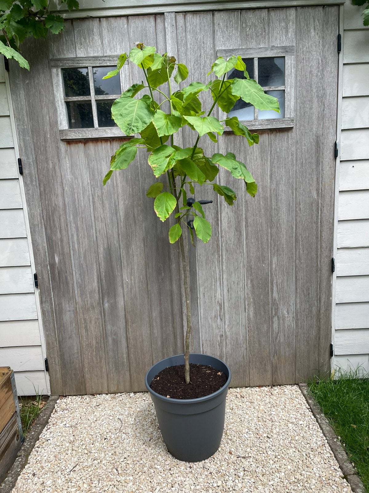 Zeer mooie catalpa / trompetboom - VERKOCHT, Tuin en Terras, Planten | Bomen, Ophalen, Zomer, In pot, 100 tot 250 cm