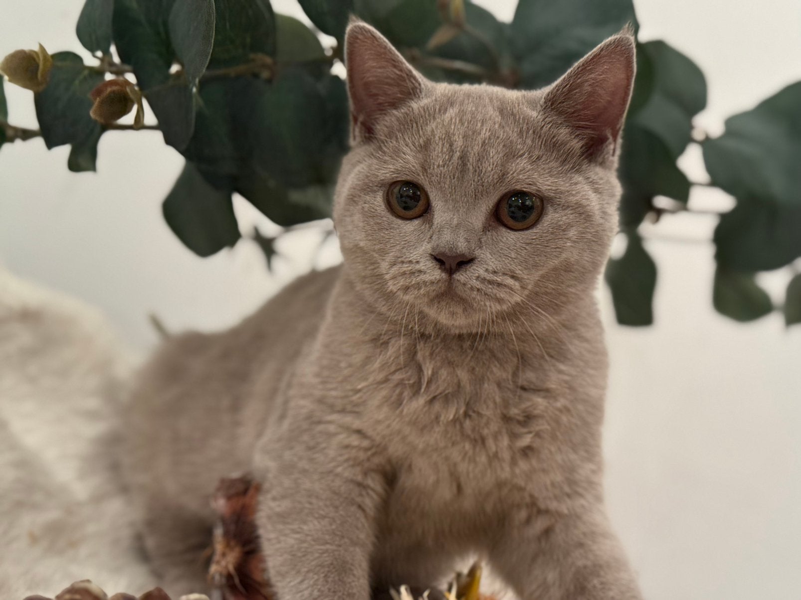Prachtige Britse Korthaar kittens (blauw & lilac), Dieren en Toebehoren, Katten en Kittens | Raskatten | Korthaar, Meerdere dieren