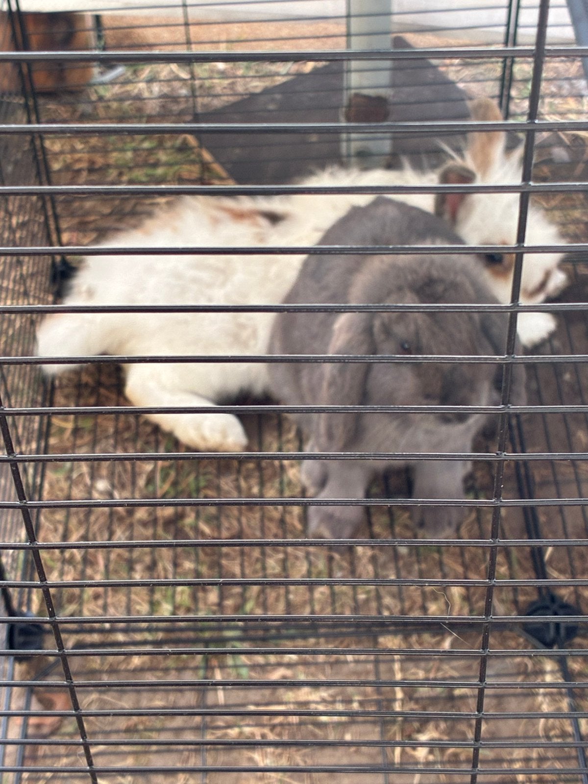 2 meisjes konijnen, Vrouwelijk, Middelgroot, Hangoor, 0 tot 2 jaar