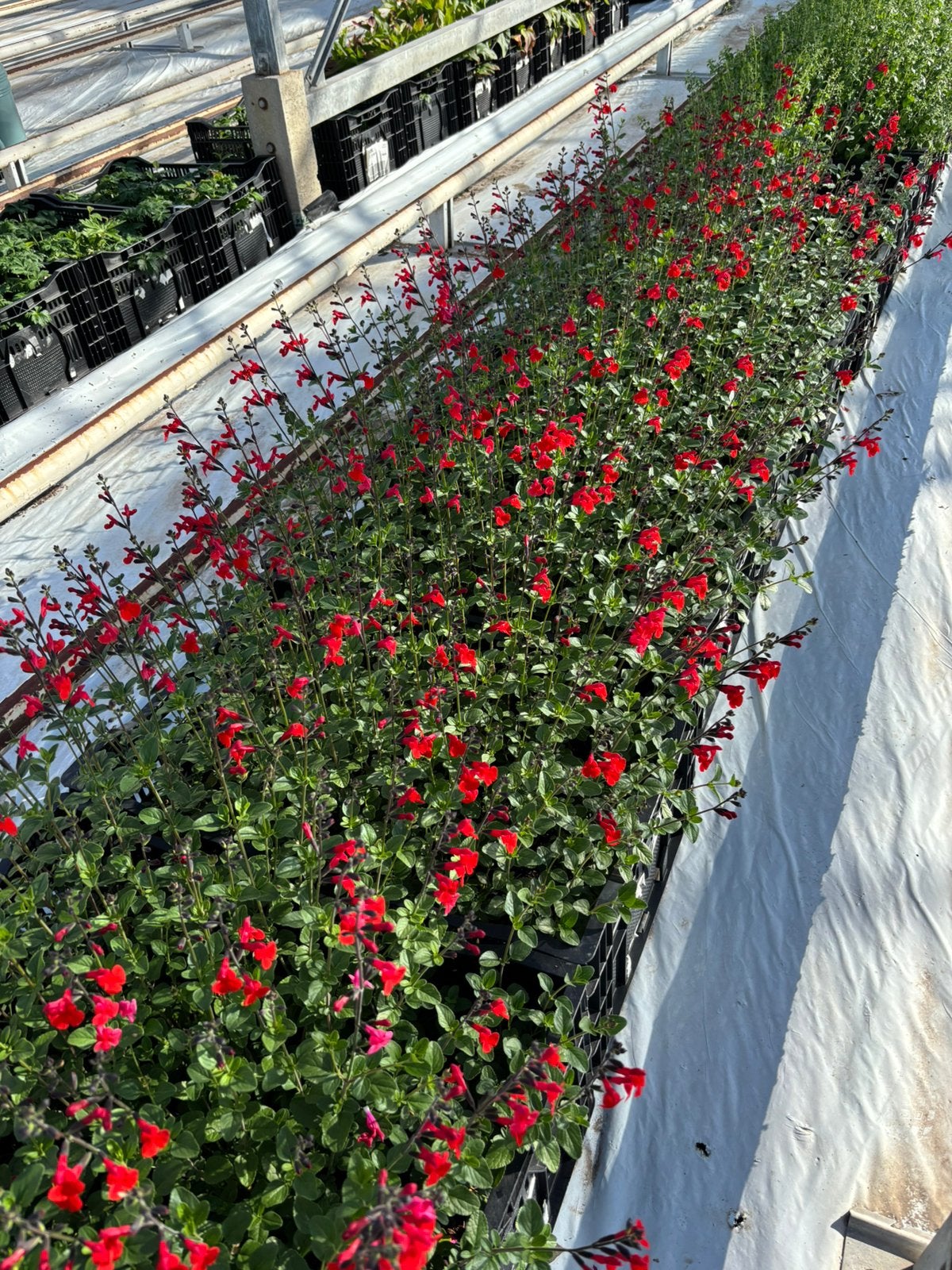 Salie - Salvia greggii 'Royal Bumble' P9, Tuin en Terras, Planten | Tuinplanten, Vaste plant, Overige soorten, Volle zon, Zomer