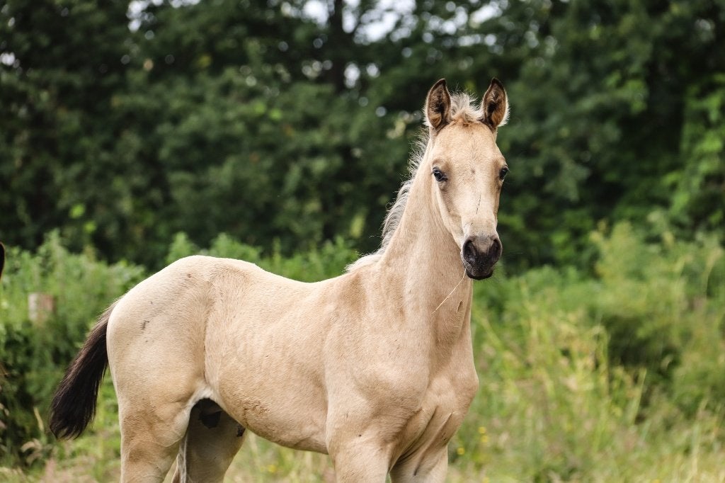Valk veulen uit springstam, Animaux & Accessoires, Chevaux, Étalon, Z, 165 à 170 cm, 0 à 2 ans, Cheval de saut, Avec pedigree