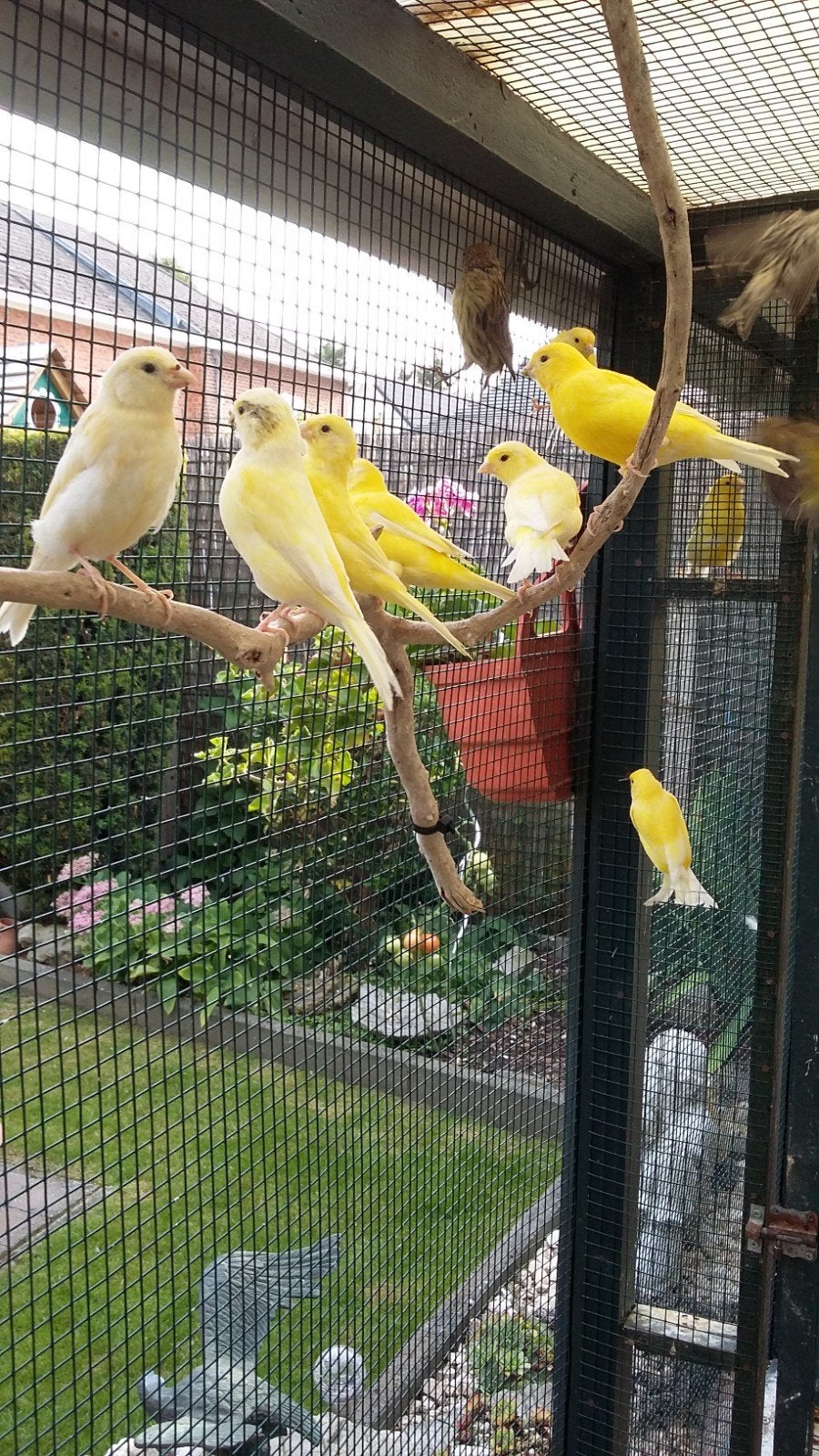 Kanariesnog, Dieren en Toebehoren, Vogels | Kanaries