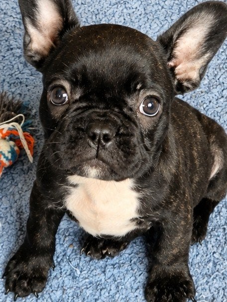franse bulldog pupjes, Maladie de Carré (chiens), 8 à 15 semaines, Bouledogue, Plusieurs