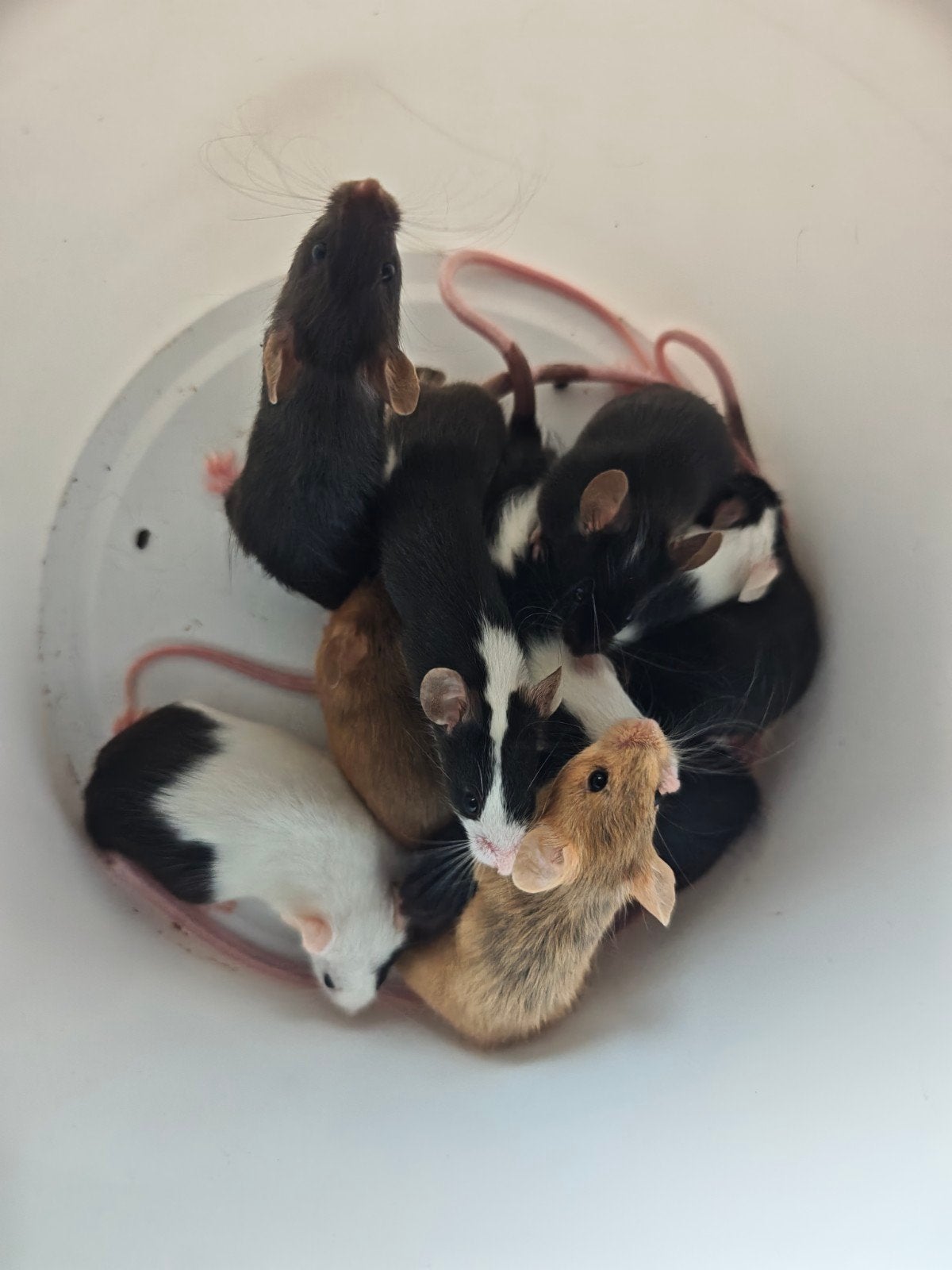 kleurmuisjes, Dieren en Toebehoren, Augustus, Muis, Meerdere dieren, Tam