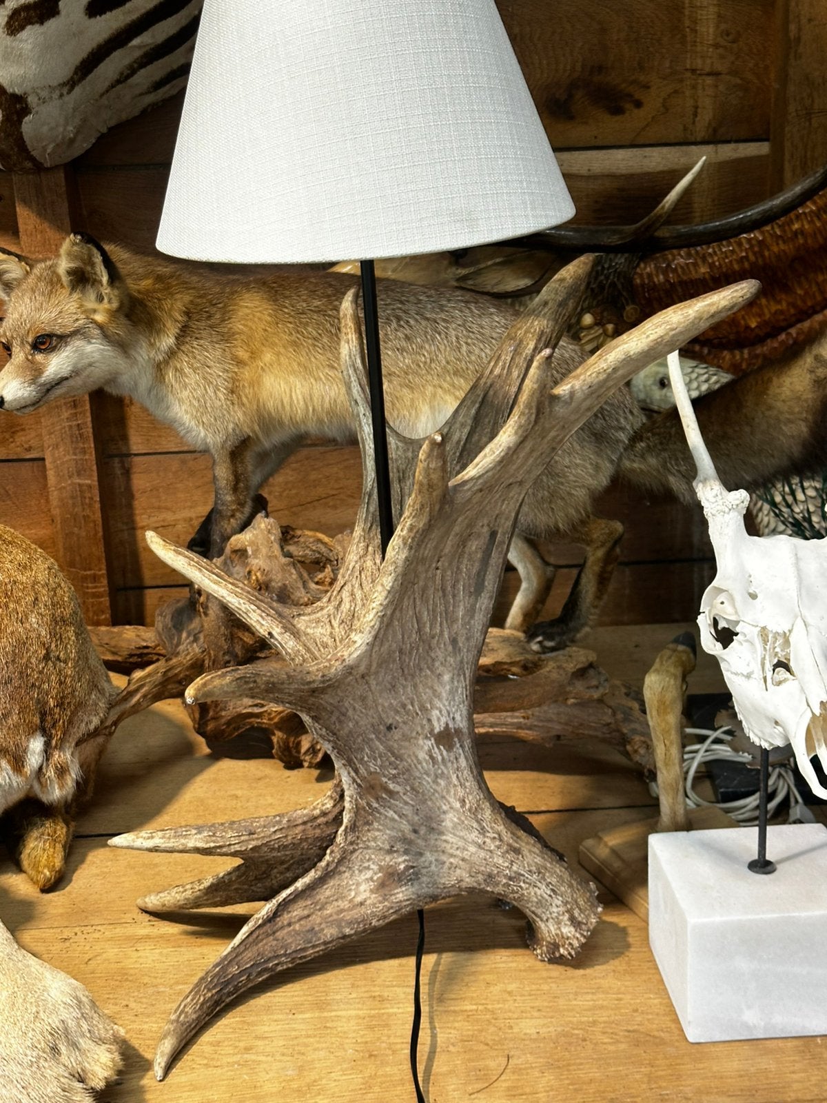 Eland lamp van elandgewei, Antiquités & Art, Curiosités & Brocante, Enlèvement