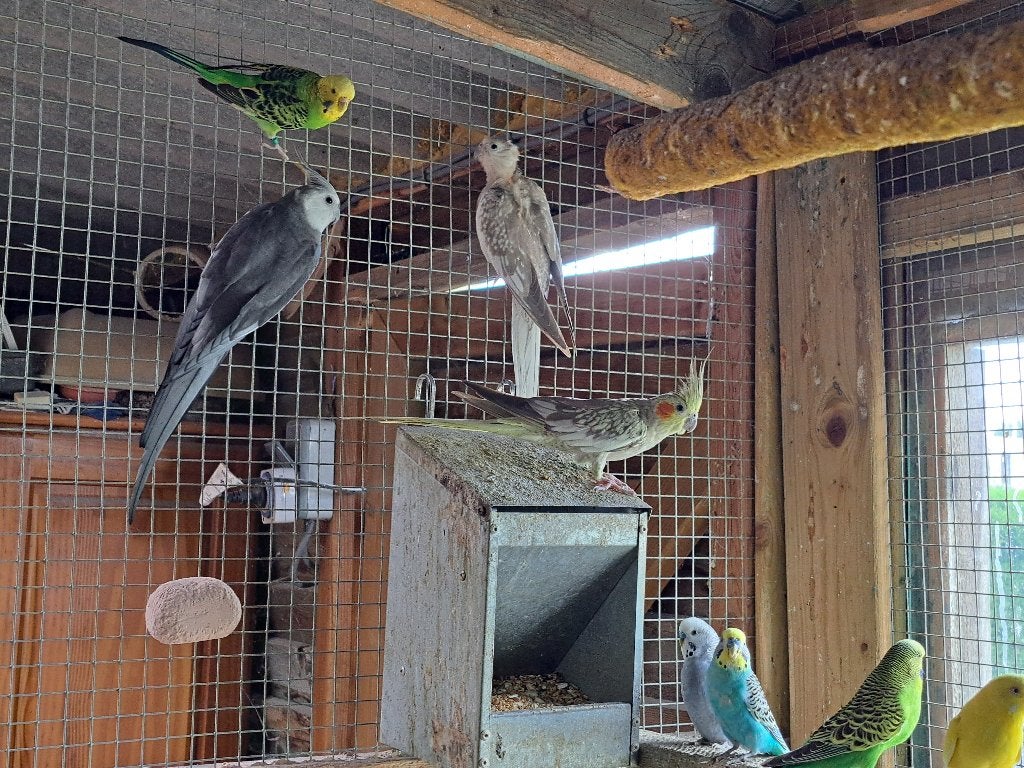 Valkparkieten, Dieren en Toebehoren