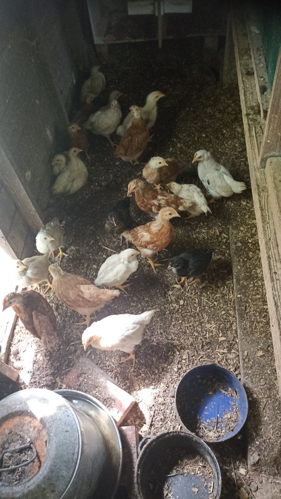 Haantjes, Dieren en Toebehoren, Pluimvee