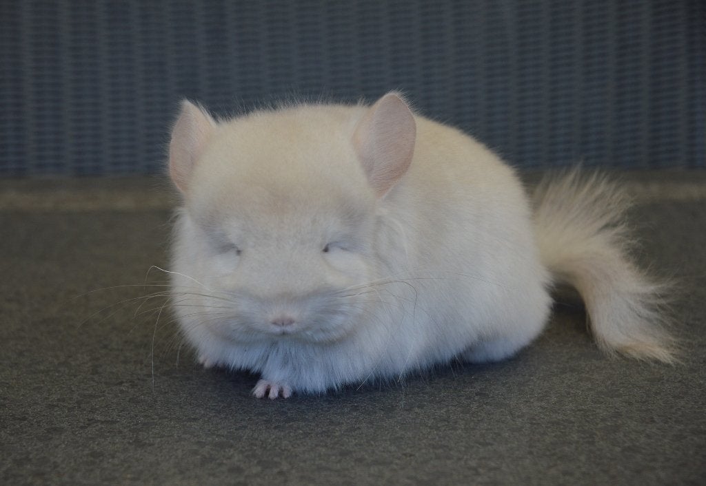 Chinchilla Beige Violet RPA bokje, Dieren en Toebehoren, Chinchilla, Mannelijk, Mei, Tam