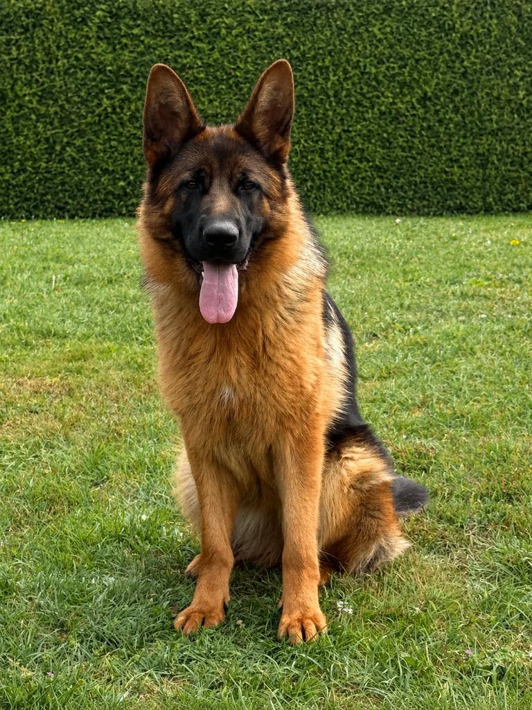 Duitse herder teefje 14 maanden te koop, 1 à 2 ans, Étranger, Hépatite contagieuse (maladie de Rubarth), Chienne