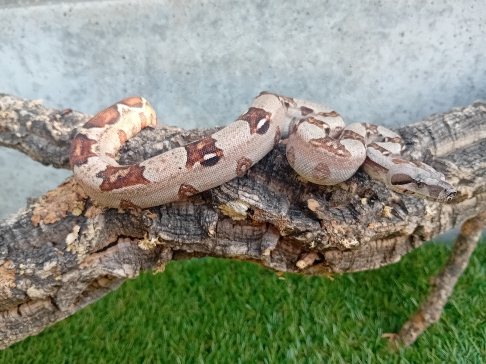 4 jonge boa constrictor imperator, Dieren en Toebehoren