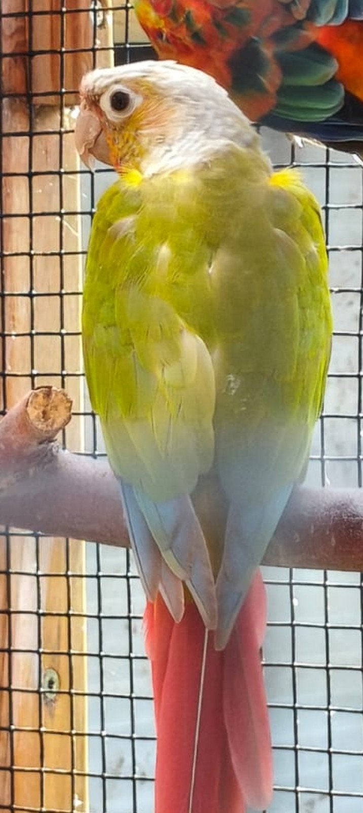Pyrrhura, Dieren en Toebehoren, Vogels | Parkieten en Papegaaien, Geslacht onbekend, Geringd