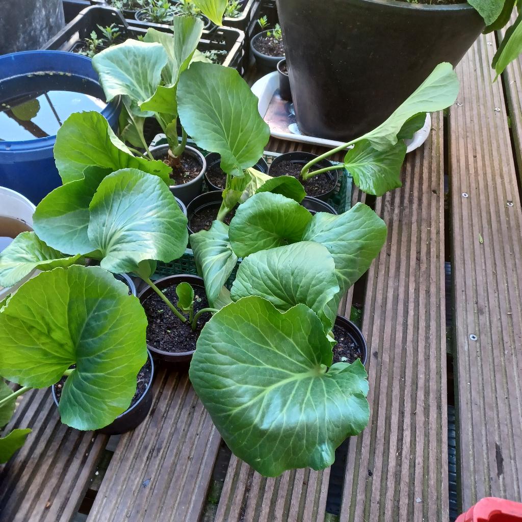 Bergenia cordifolia, Tuin en Terras, Ophalen, Bodembedekkers, Vaste plant, Halfschaduw