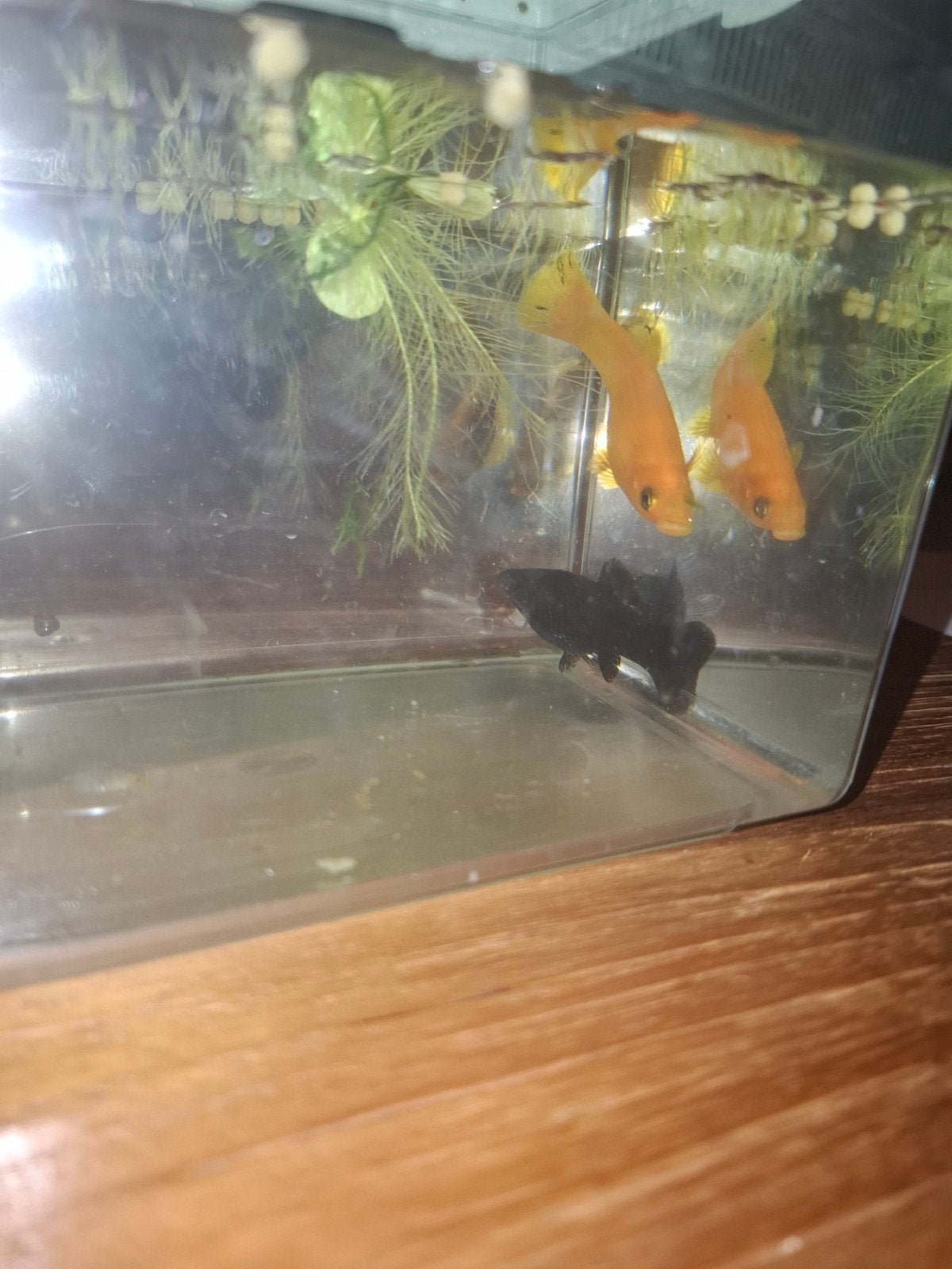 Vissen, Dieren en Toebehoren, Ophalen