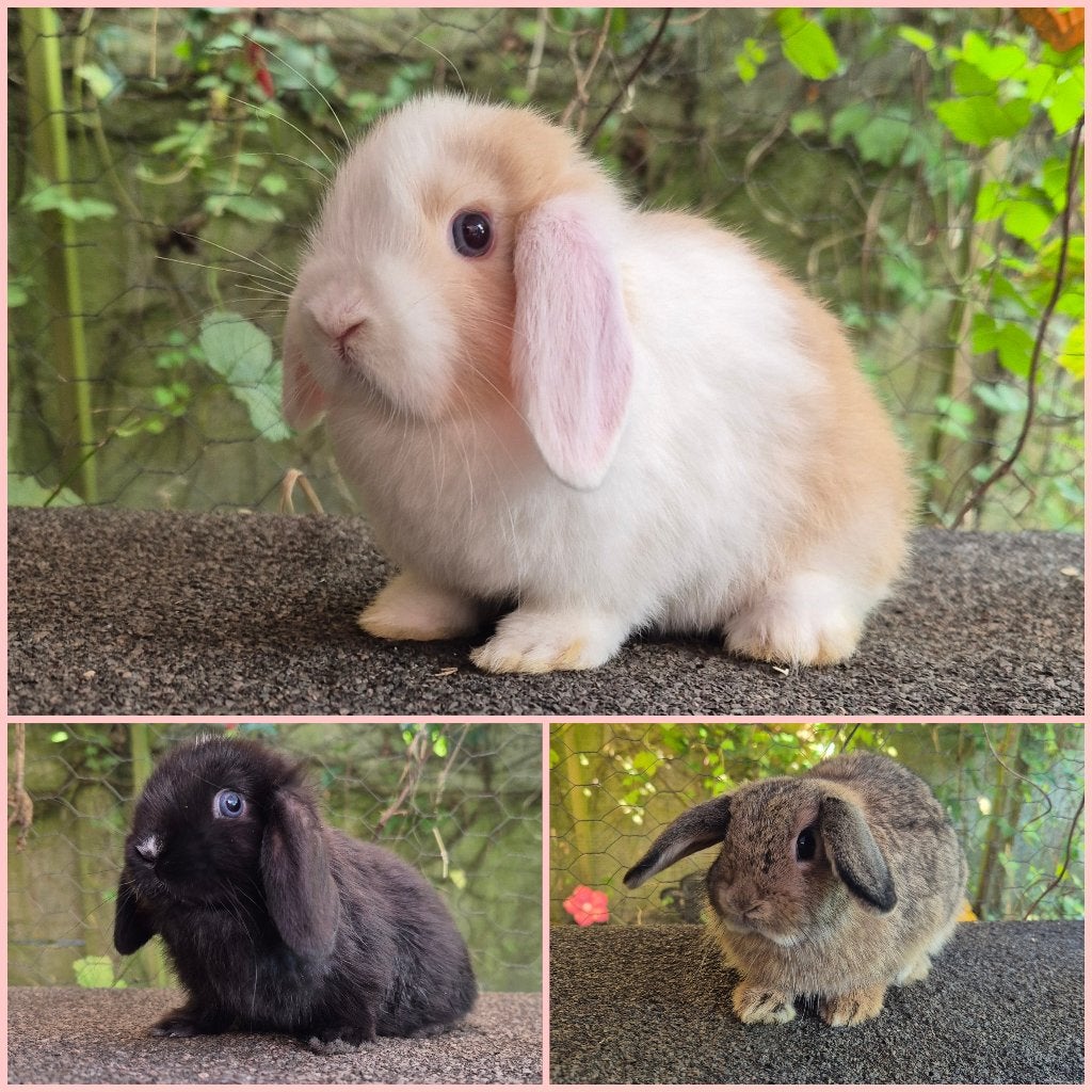 MINILOP/NHD VOEDSTERS, Vrouwelijk, Dwerg, Hangoor, 0 tot 2 jaar