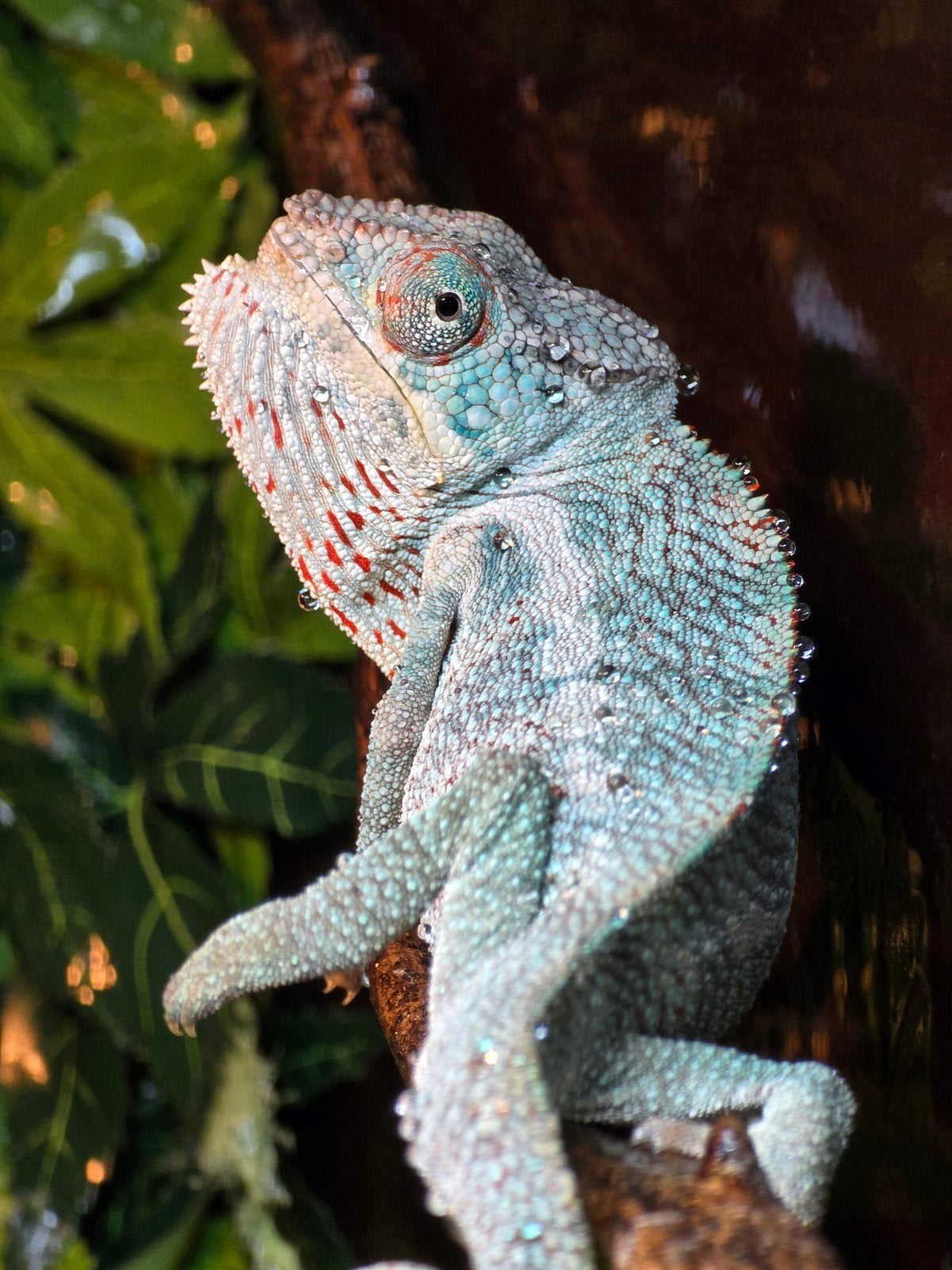 Prachtige Nosy Be panterkameleons (Furcifer pardalis), Animaux & Accessoires, Amphibien