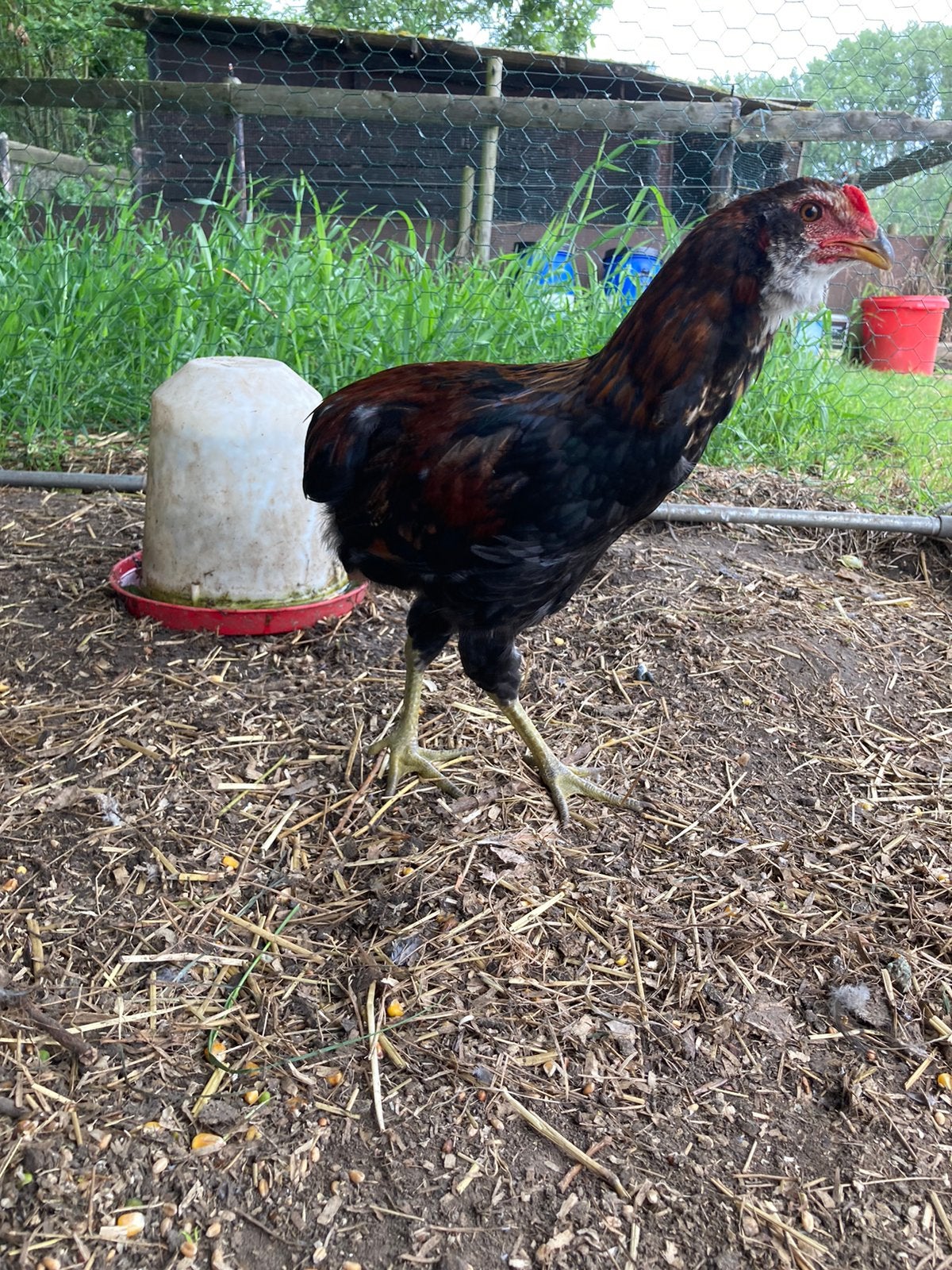 Gratis araucana haan, Dieren en Toebehoren, Mannelijk, Kip