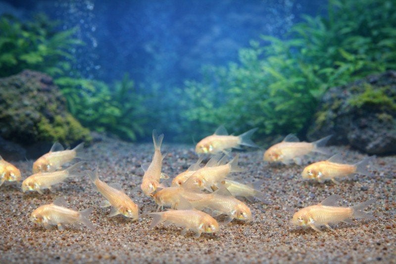 Albino corydoras 6 stuks 10€, Dieren en Toebehoren, Zoetwatervis