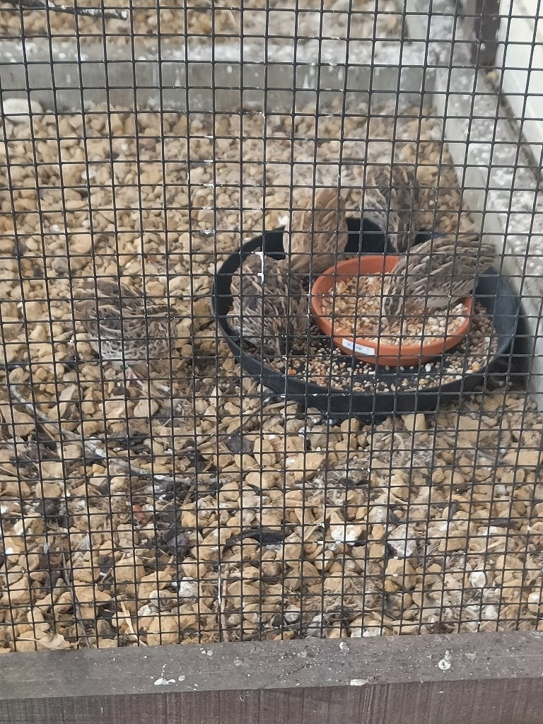 Europese kwartels, Plusieurs animaux, Bagué