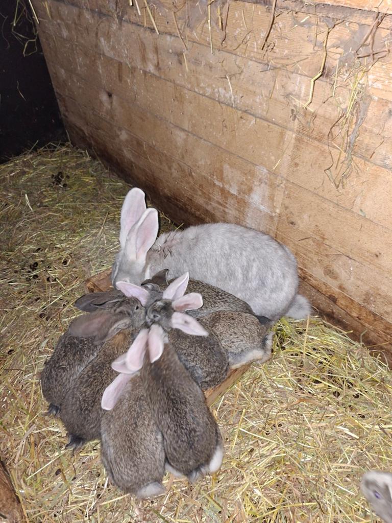 Duitse reuzen, Dieren en Toebehoren, Meerdere dieren, Groot