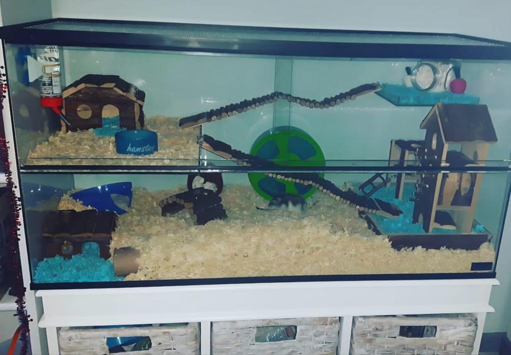 Gerbil hamster terrarium, Dieren en Toebehoren, Ophalen