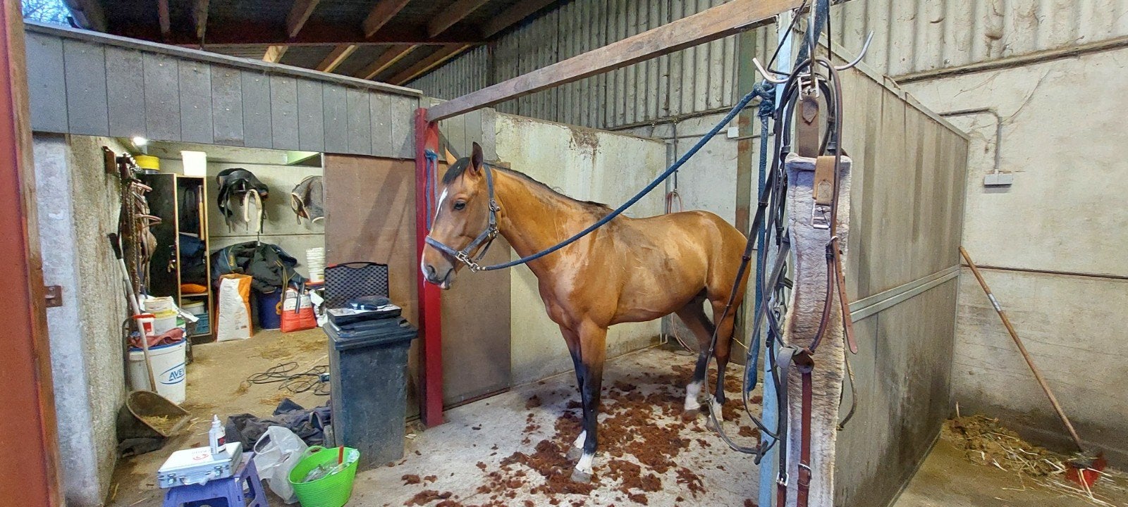 scheren van paarden en pony's