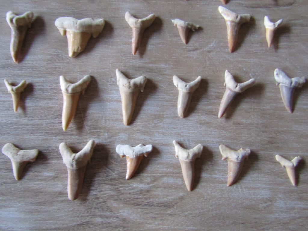 Merveilleux lot 30 dents de requins FOSSILES, Enlèvement ou Envoi, Fossile