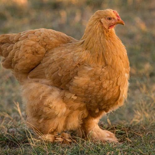 Kuiken groothoender cochin buff, Dieren en Toebehoren, Pluimvee, Meerdere dieren, Kip