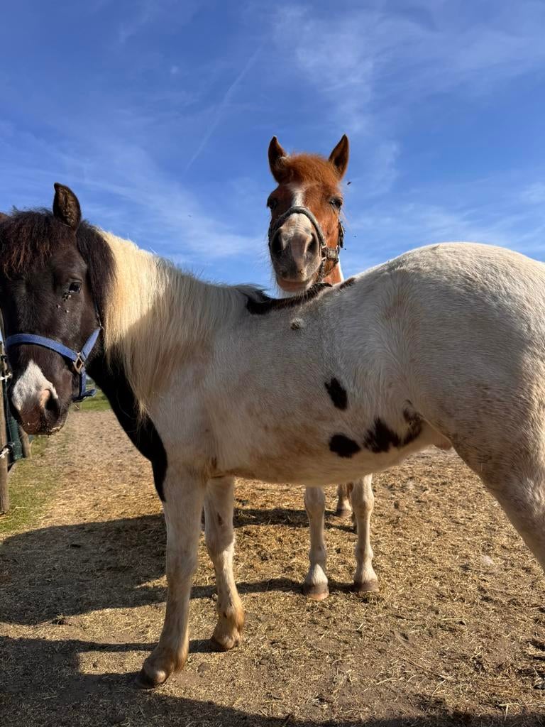 2 jarige (kinderpony ), Dieren en Toebehoren, Gechipt, Ruin, 0 tot 2 jaar, B pony (1.17m tot 1.27m)
