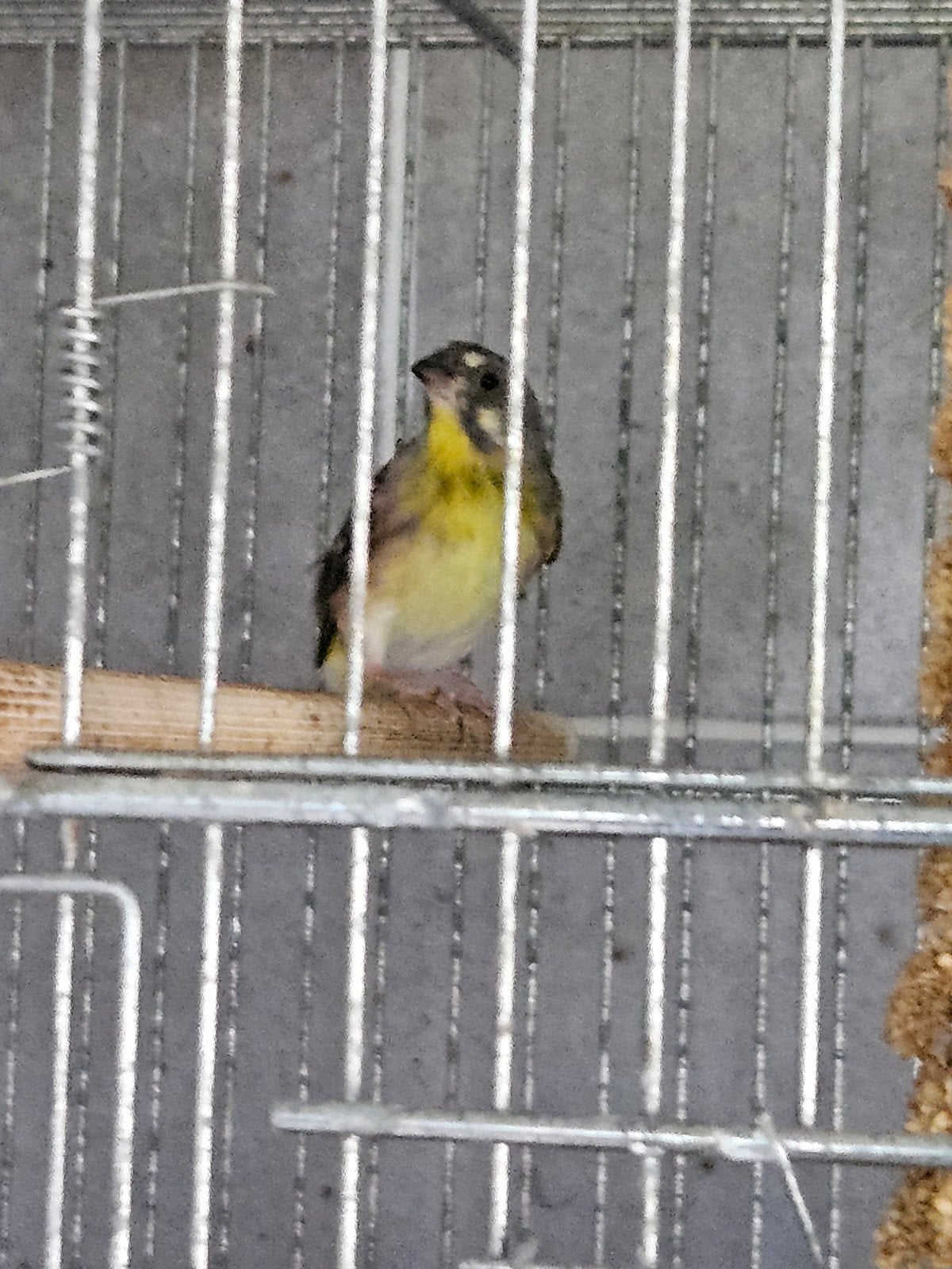 Serin Poitrine Citron, Animaux & Accessoires, Mâle