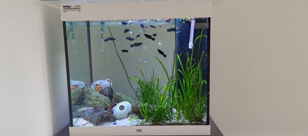 Aquarium juwel 200litre +énormément d'accessoires, Enlèvement ou Envoi, Pompe, Juwel